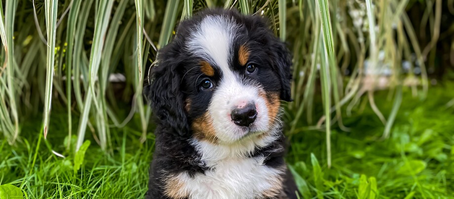 Little puppy of Bernese Mountain Dog in the grass
