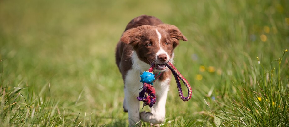 Puppy with toy