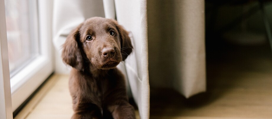 Flatcoated Retriever puppy looking curious Brauner Welpe