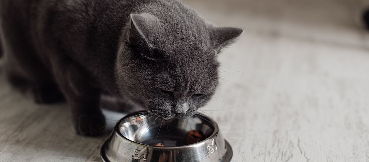 Britische Katze frisst Futter aus einem Napf Britische Katze frisst Futter aus einem Napf