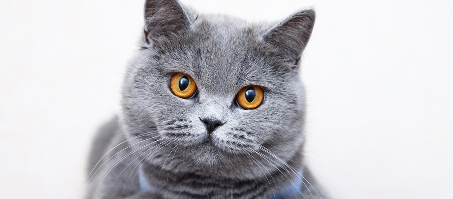 Eine graue britische Kurzhaar-Katze Eine graue britische Kurzhaar-Katze