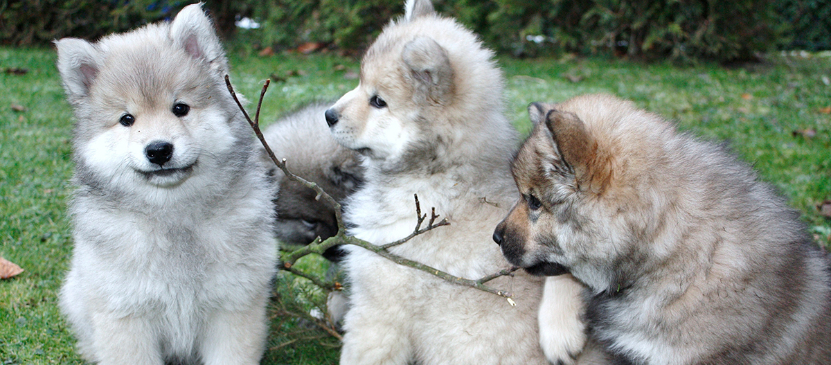 Puppies young eurasian