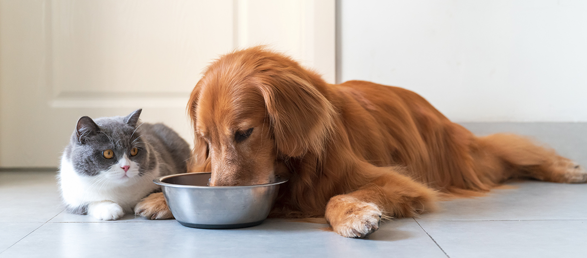 Golden Retriever und British Kurzhaar-Katze Golden Retriever und British Kurzhaar-Katze