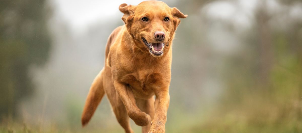 hund-rennt-draussen Hund rennt
