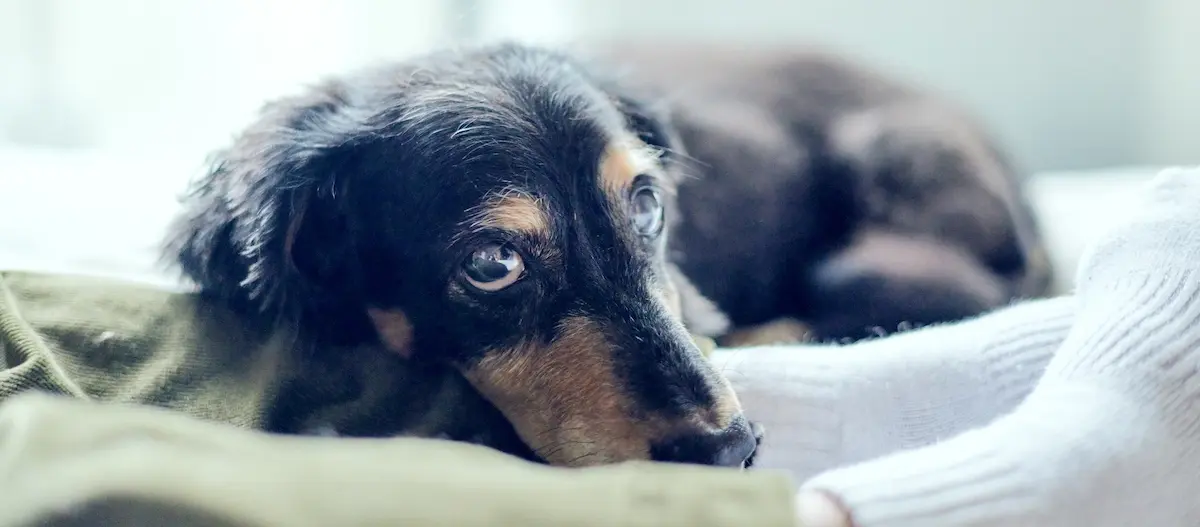 hund-verabschiedet-schoss_1200x527px Hund liegt auf den Beinen