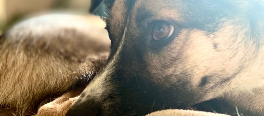 hund-verabschiedet-sich_1200x527px Hund verabschiedet sich