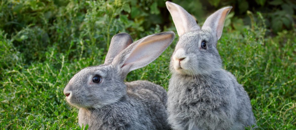 kaninchen-auf-wiese Graue Kaninchen auf Wiese