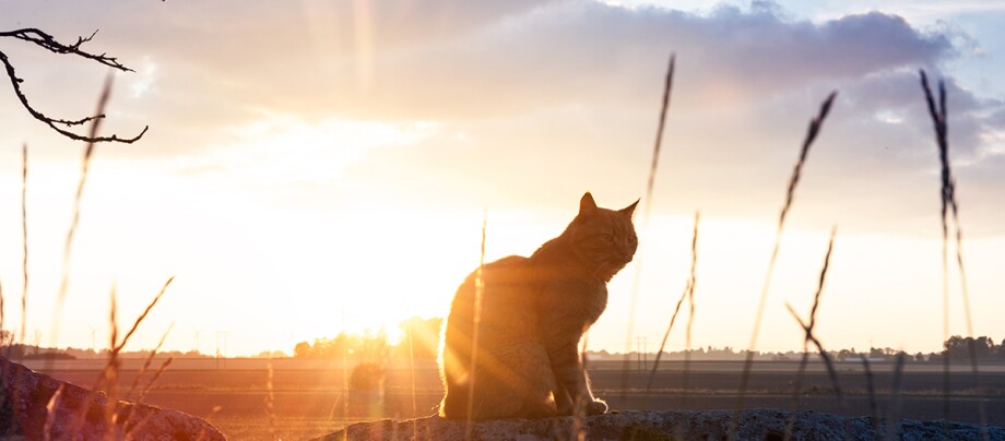 Katze vor Sonnenuntergang Katze vor Sonnenuntergang
