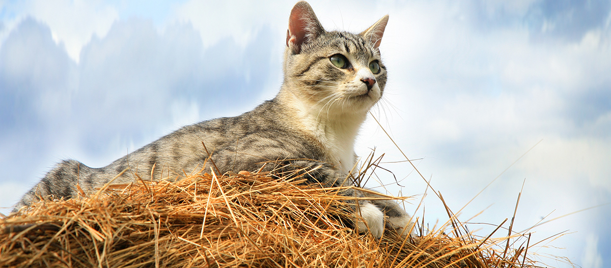 Eine Katze sitzt auf einem Strohballen Eine Katze sitzt auf einem Strohballen