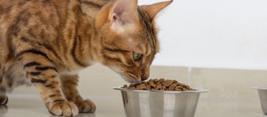 Eine Katze frisst aus einem Napf Eine Katze frisst aus einem Napf