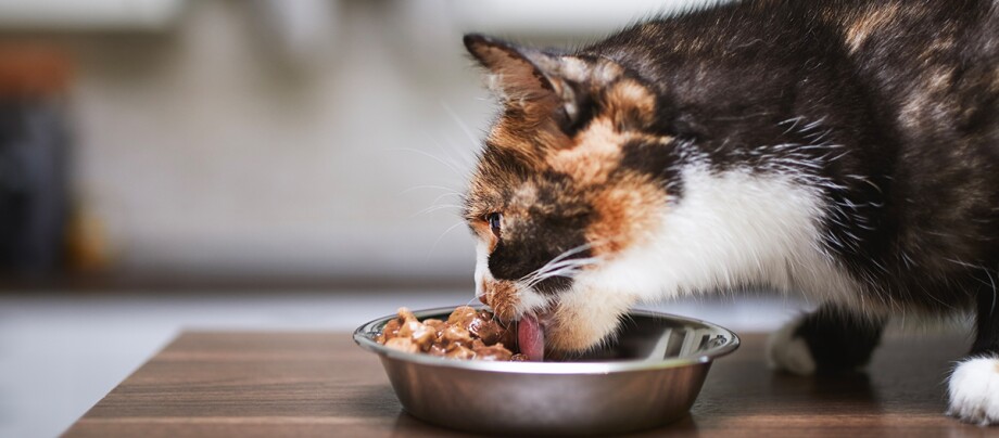 Katze frisst Nassfutter Katze frisst Nassfutter