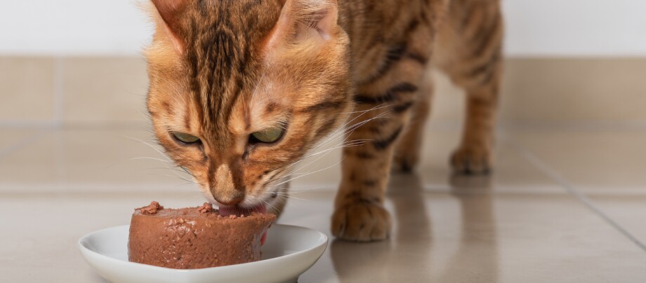 Eine Katze frisst Pastete Eine Katze frisst Pastete