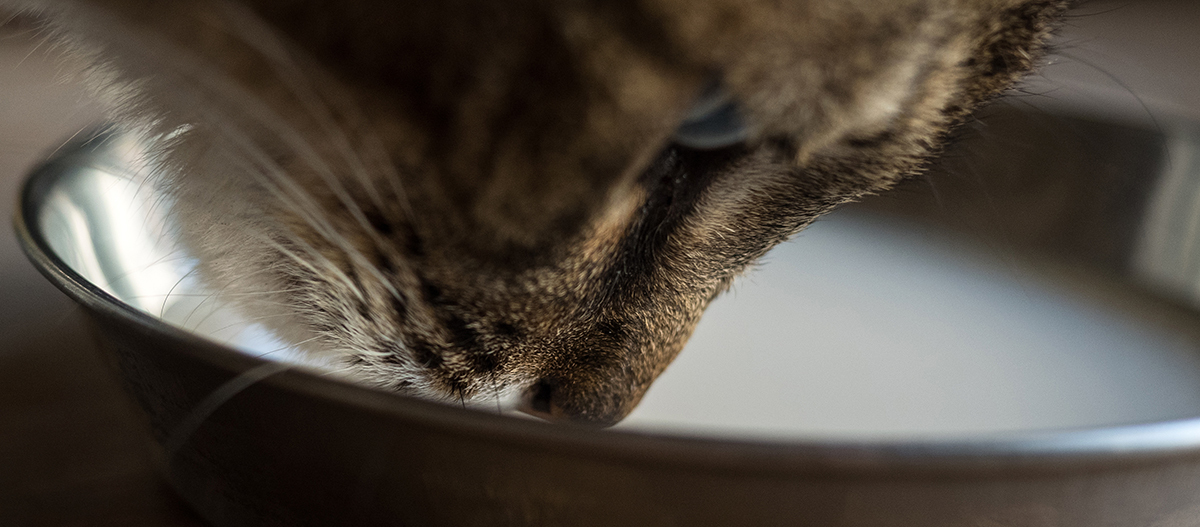 Eine Katze trinkt Milch aus einem Napf Eine Katze trinkt Milch aus einem Napf