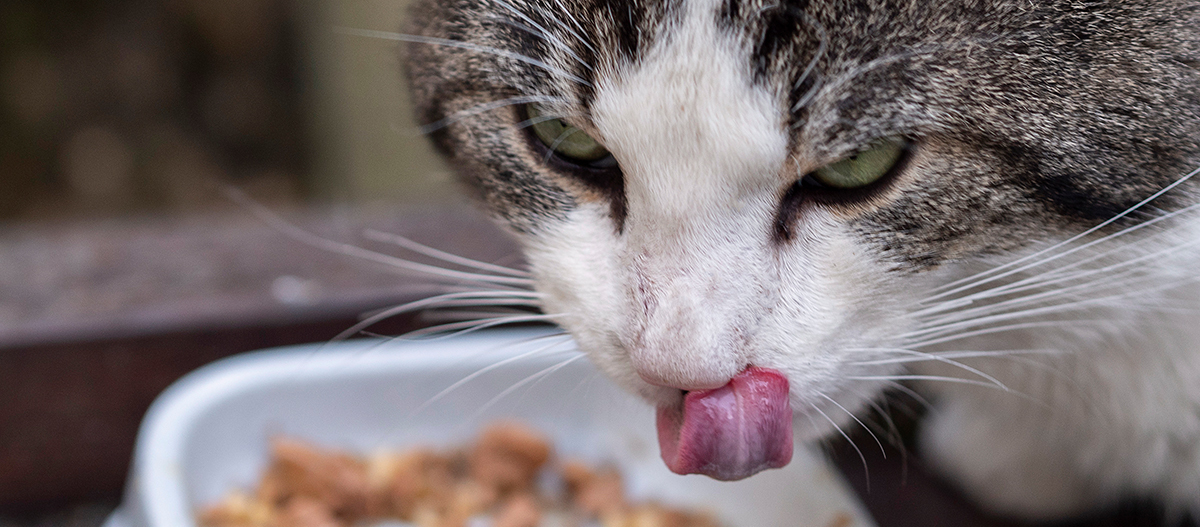 Katze frisst Nassfutter Katze frisst Nassfutter