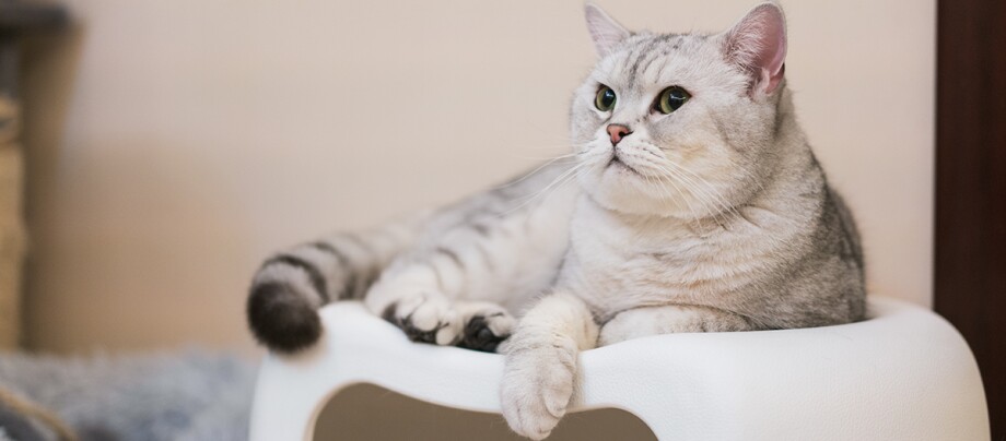 Katze liegt in Katzenbett Katze liegt in Katzenbett