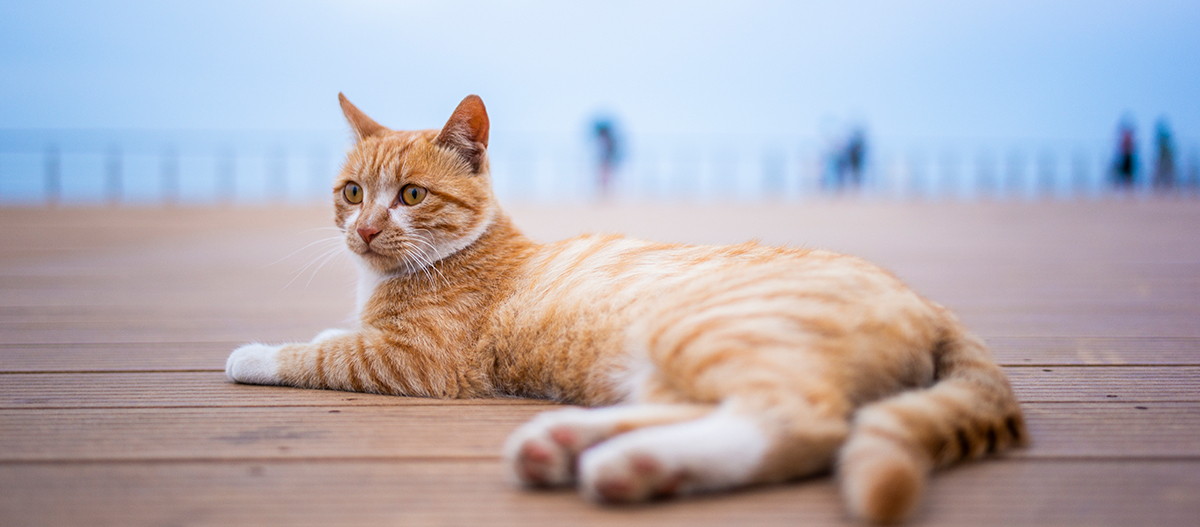 Eine Katze liegt auf einem Steg Eine Katze liegt auf einem Steg