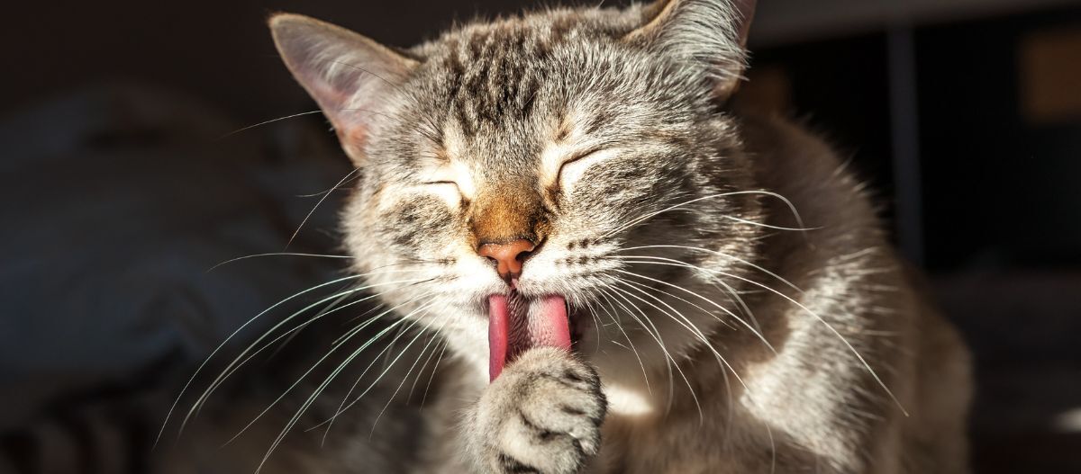 Graue Katze putzt sich