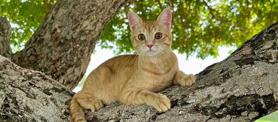 Eine Katze sitzt auf einem Baum Eine Katze sitzt auf einem Baum