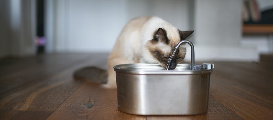 Eine trinkende Katze