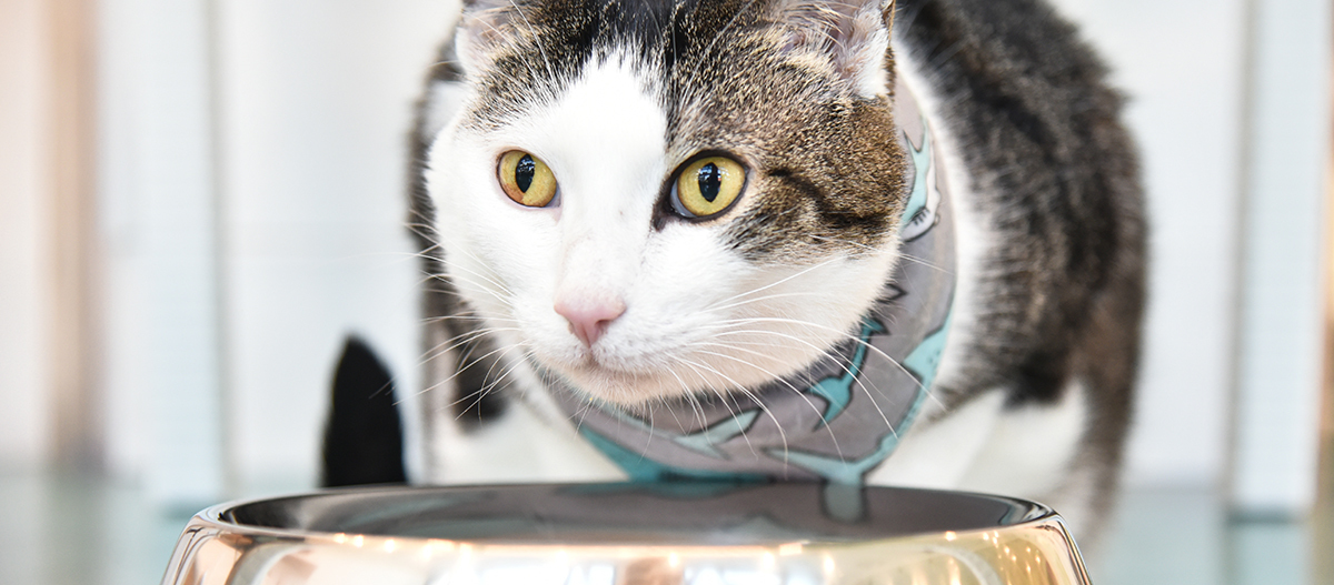 Katze sitzt vor Napf und trinkt Wasser Katze sitzt vor Napf und trinkt Wasser