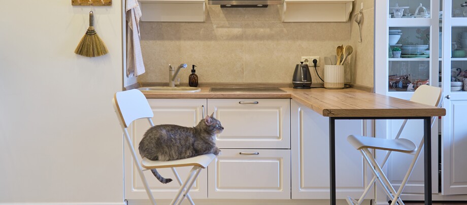 Katze wartet in der Küche Katze wartet in der Küche