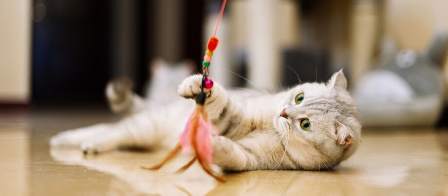 Eine grau-weiße Katze spielt mit Federspielzeug Eine grau-weiße Katze spielt mit Federspielzeug