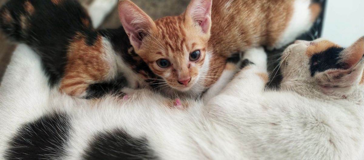 mutterkatze-liegt-babys-trinken Mutterkatze stillt ihre Babys