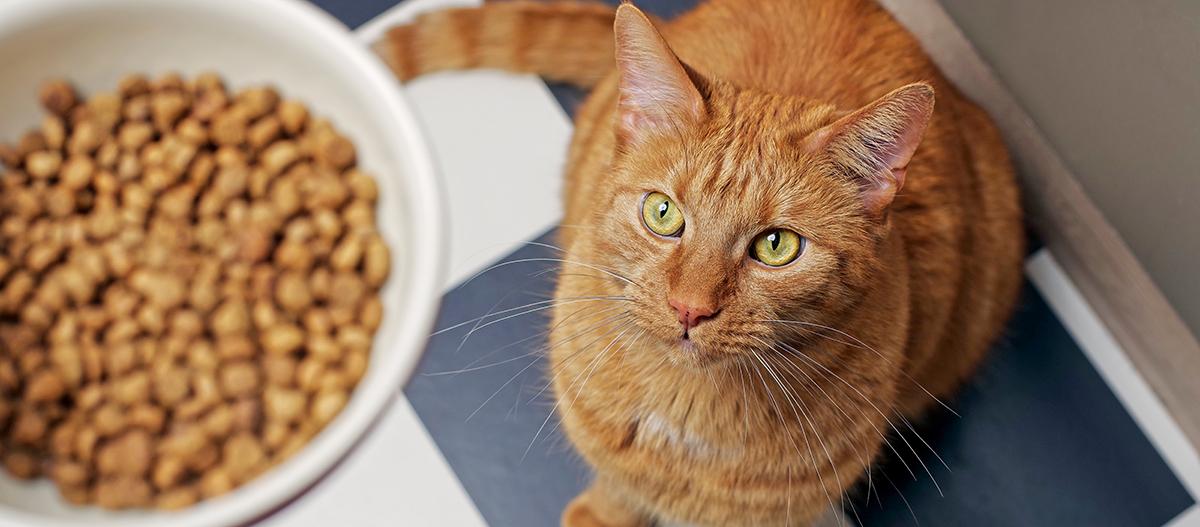 Eine Katze wartet auf ihr Trockenfutter Eine Katze wartet auf ihr Trockenfutter
