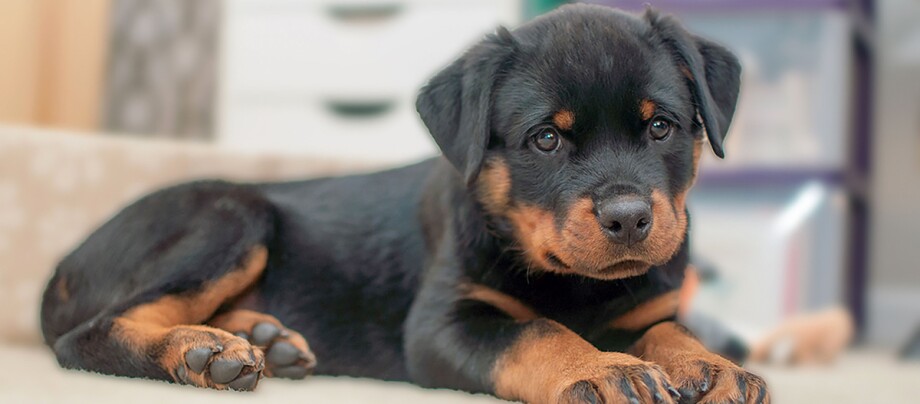 Adorable Rottweiler puppy looking at the camera while resting on the sofa Rotweiler als Welpe