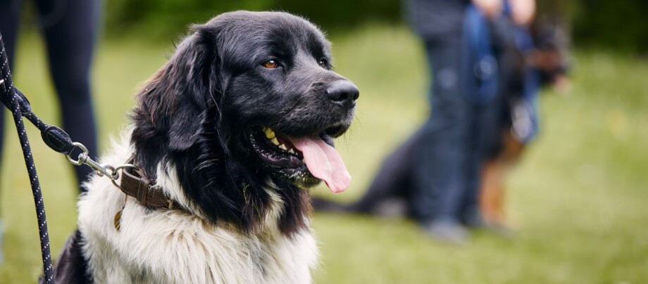 sachkundenachweis-hund_1200x527px Hund Sachkundennachweis