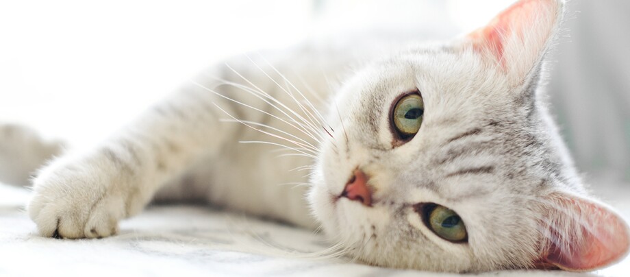 Grau-weiße Katze Grau-weiße Katze