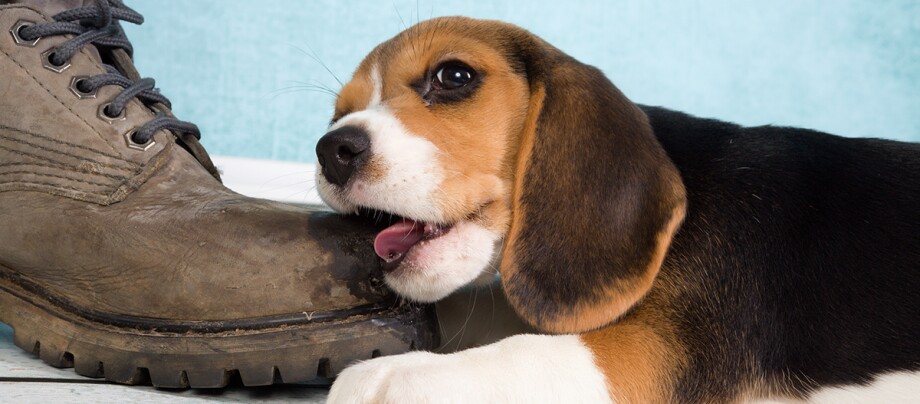 Welpe beißt in einen Schuh