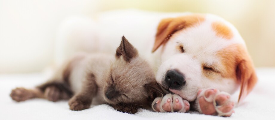 Cat and dog sleeping. Puppy and kitten sleep.