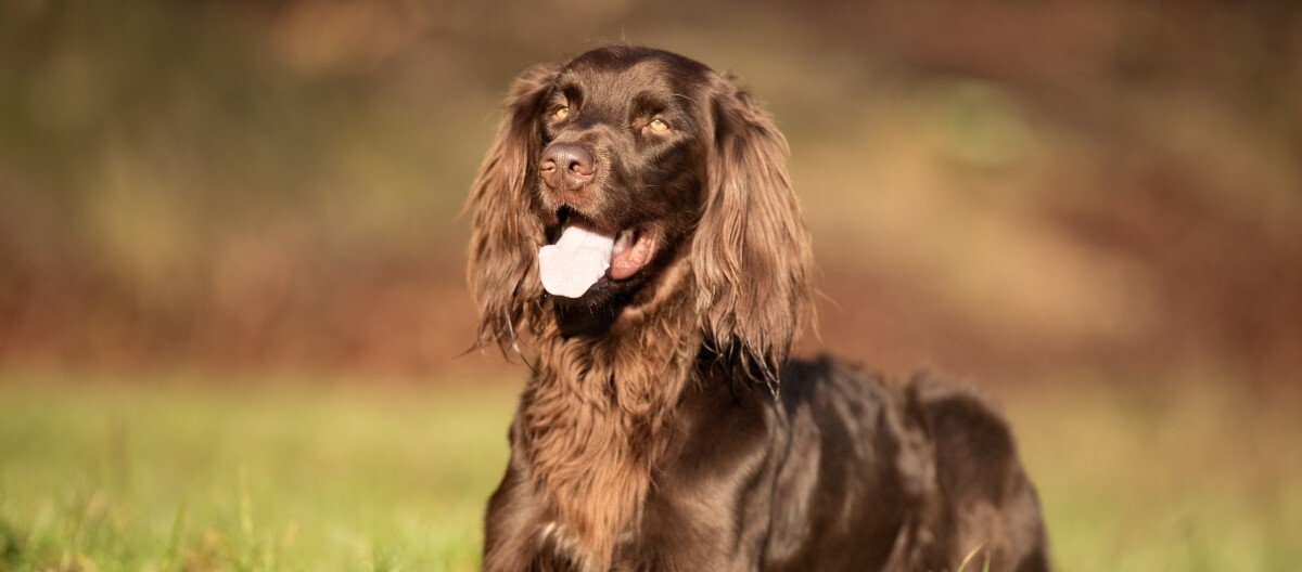 Deutsch Langhaar liegt auf einer Wiese