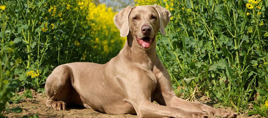 Weimaraner im Sommer Weimaraner im Sommer