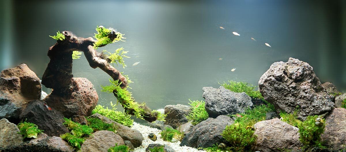 Aquarium Aquascaping Aquarium Aquascaping
