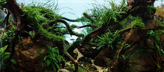 Aquarium Aquascaping