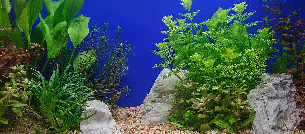 Aquarium mit Pflanzen und Steinen Aquarium mit Pflanzen und Steinen
