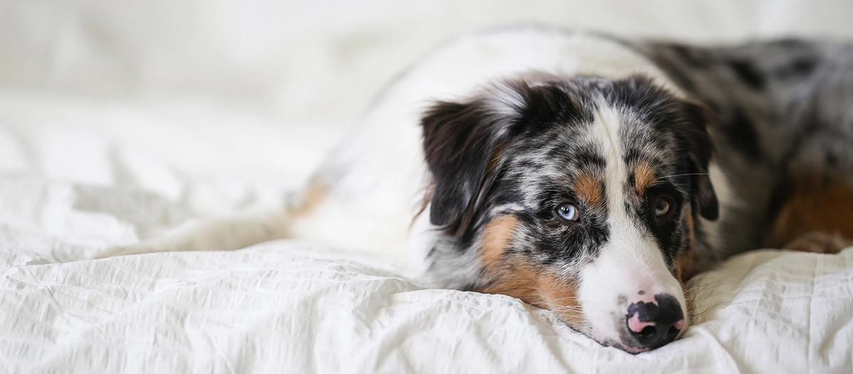 Portrait eines Australian Shepherd