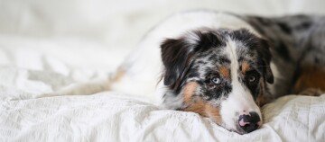 Portrait eines Australian Shepherd