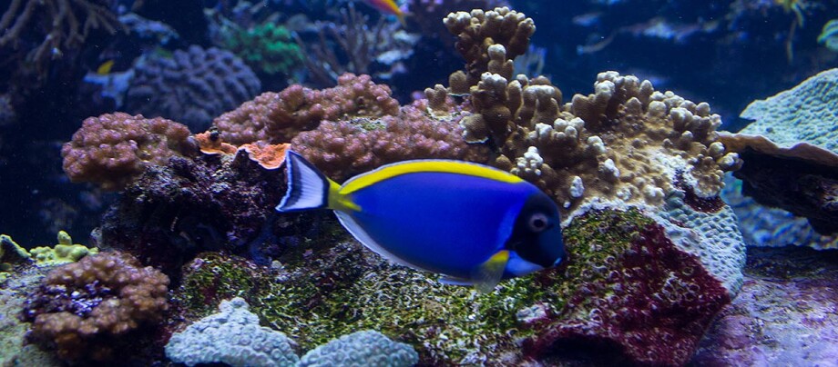 Australischer Trigger Fisch mit Korallen Australischer Trigger Fisch mit Korallen