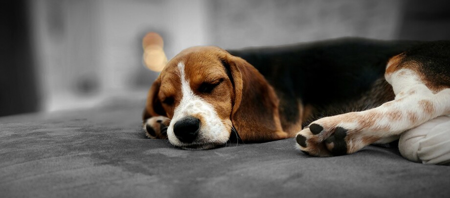 Close-up of beagle sleeping on sofa at home