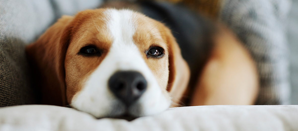 Beagle ruht sich aus Beagle ruht sich aus