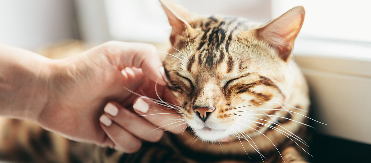 Eine Bengalkatze wird gestreichelt Eine Bengalkatze wird gestreichelt