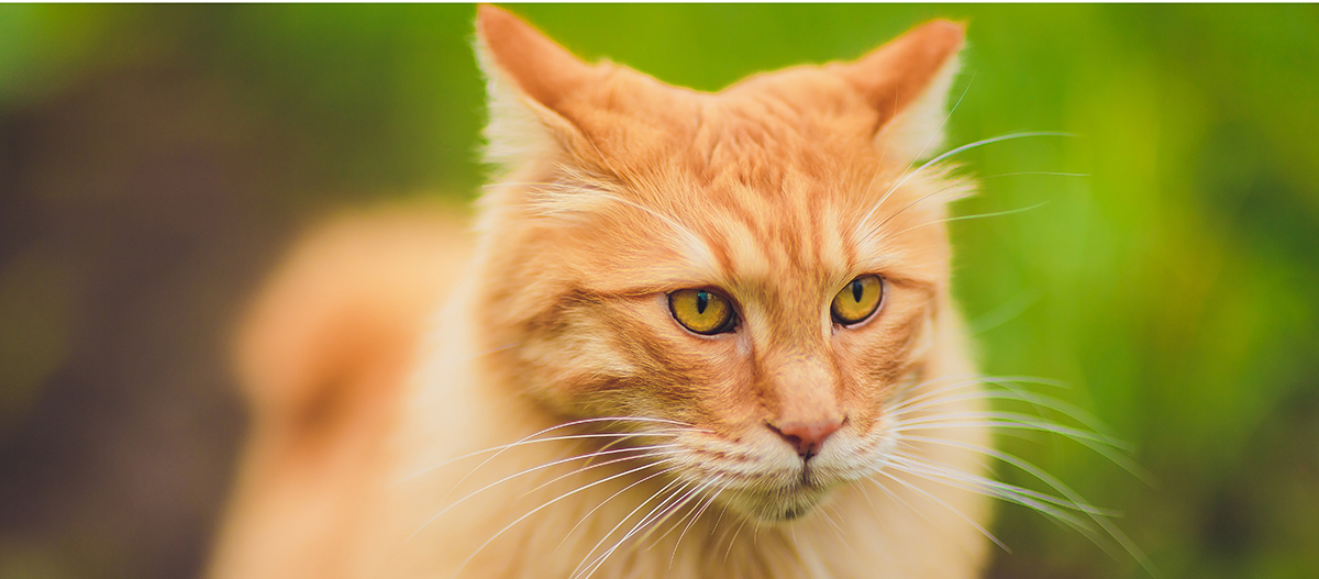 Rote Bobtail Katze Rote Bobtail Katze