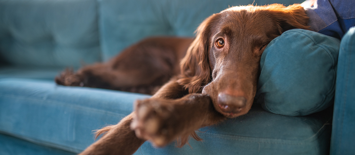 Dog sleeping on sofa,Poland