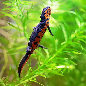 chinesischer-feuerbauch-molch Chinesischer Feuerbauchmolch