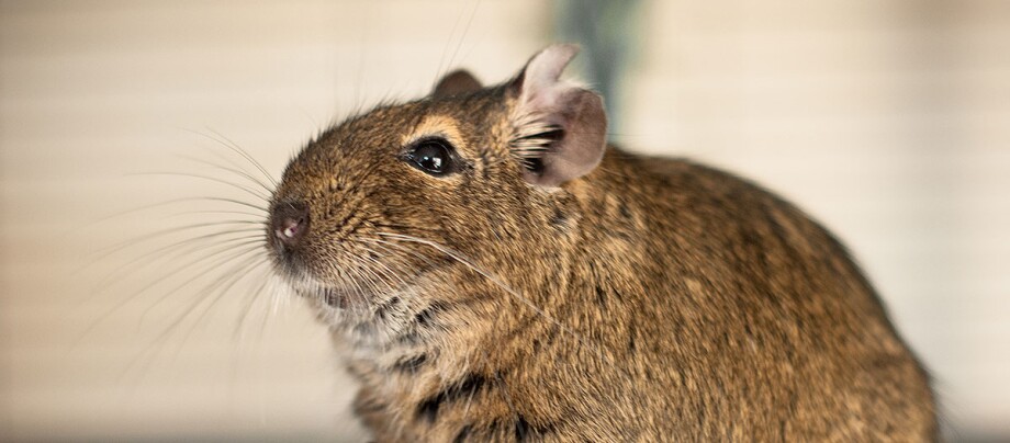 degu-eichhoernchen-haustier Degu