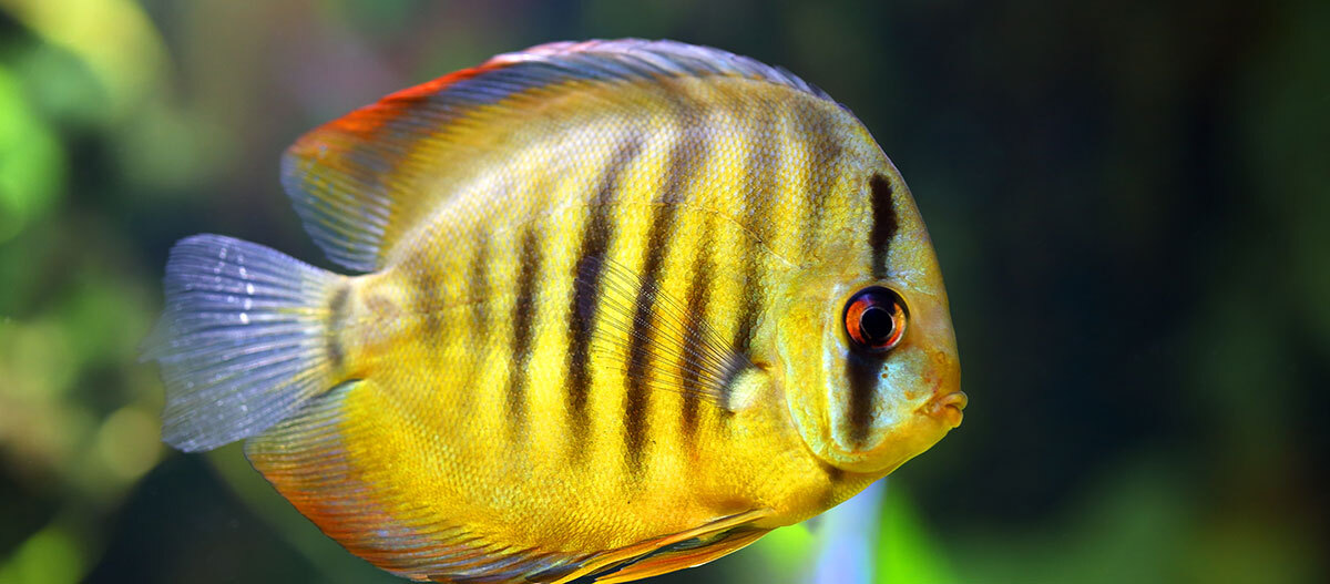 Diskusfisch im Aquarium Diskusfisch im Aquarium