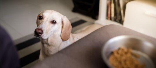 Ein Hund wartet darauf seinen Futternapf zu bekommen